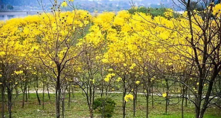 《探索正妹物语叶莺飞的无敌攻略》（挖掘叶莺飞的魅力与秘密，助你征服她心中的英雄！）