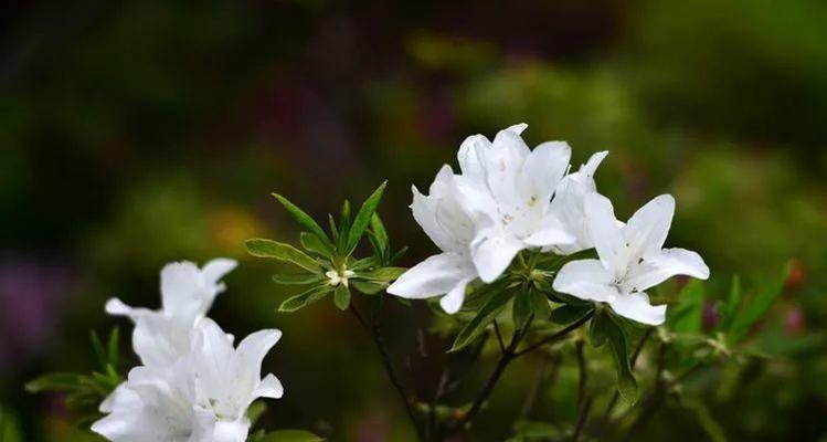 打造完美西施装扮，花手攻略大揭秘（西施出装顺序攻略，化身战场女神）